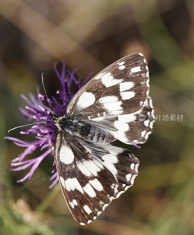 大理石白蝴蝶(Melanargia galathea)